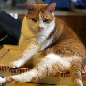 Meet your Posher, Meg